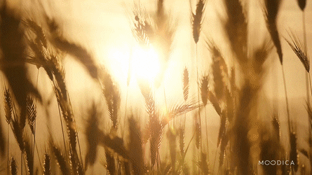 Food Production